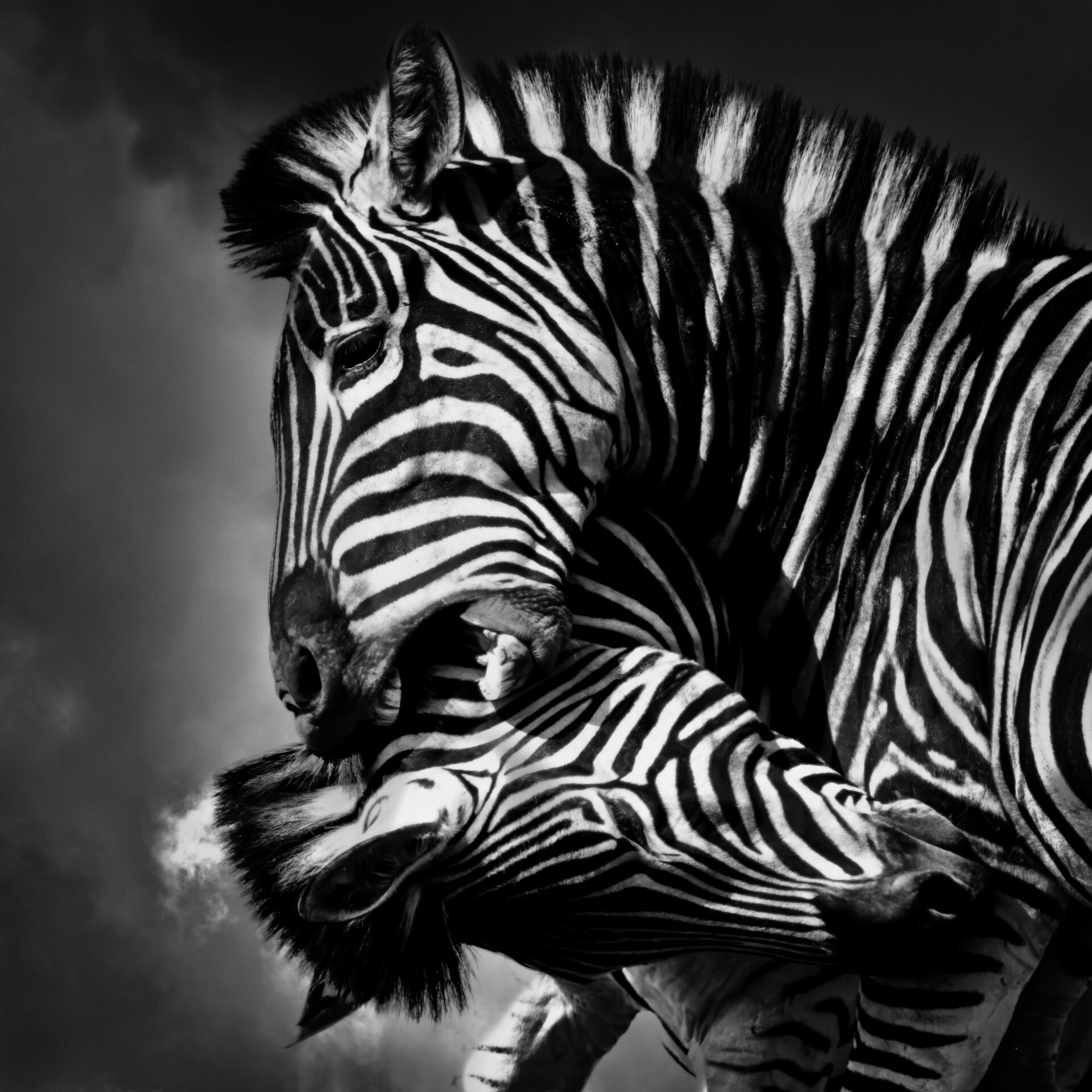 Black and white image of two zebra locked in combat.