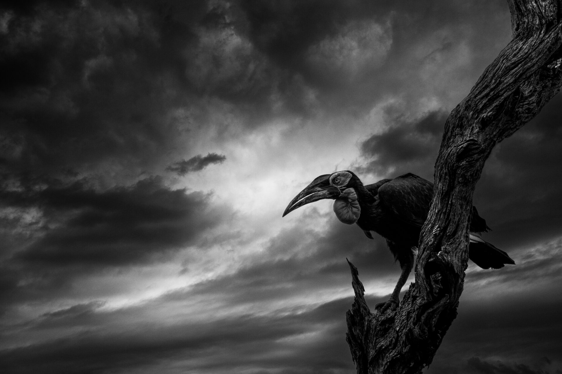 An ominous image of a Southern Ground Hornbill perched on a dead tree against a stormy sky.