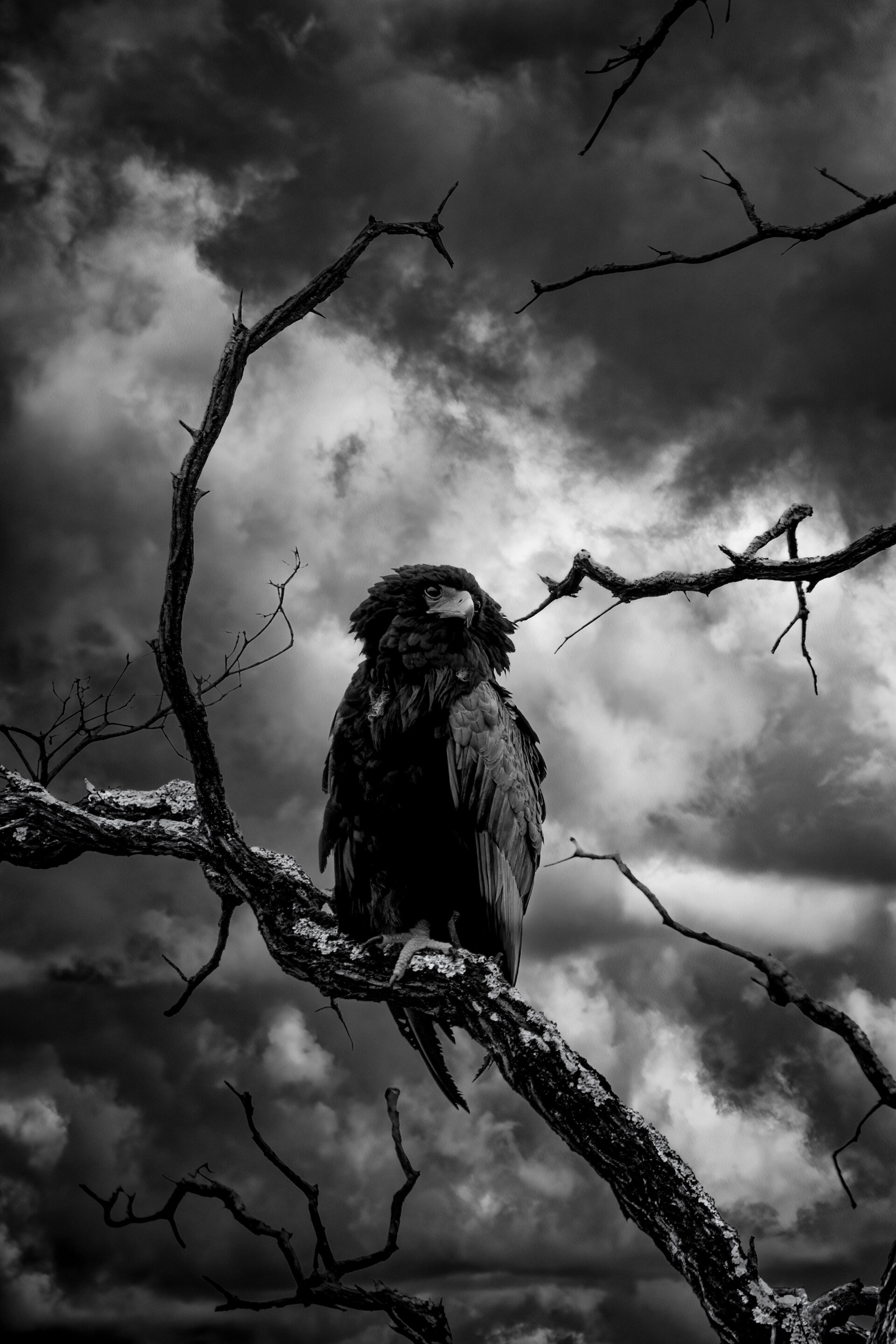 A Bateleur Eagle perched imperiously against a stormy sky.