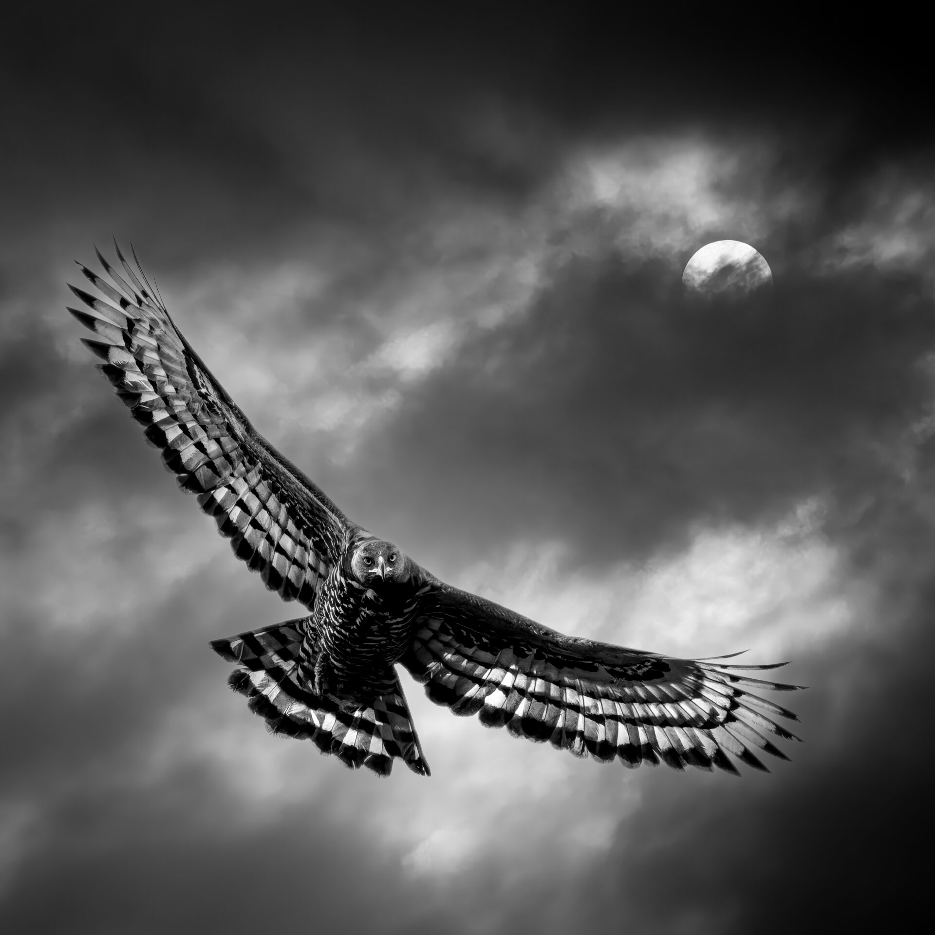 A Crowned Eagle swooping out of a stormy sky.