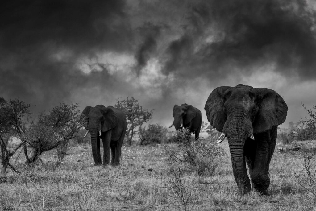 Three elephants against a stormy background.